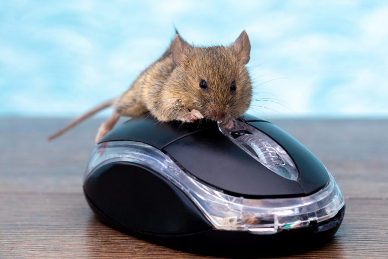 Funny and original mouses for pc or laptop